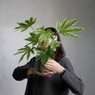 Фатсія варієгатна