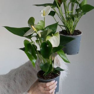 Антуріум Вайт