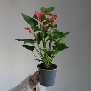 Антуріум Рожевий