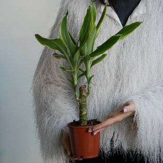 Драцена голд