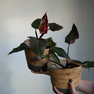 Філодендрон Рожева принцесса