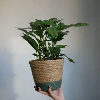 Аукуба японська