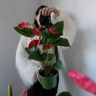 Антурцум Мадурал