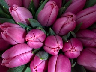 Тюльпан рожевий