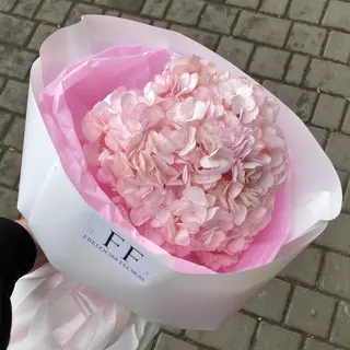 Гортензія рожева в оф 