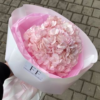 Гортензія рожева в оф 