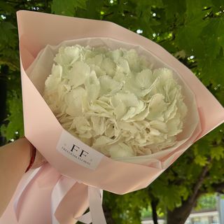 Гортензія біла в оф