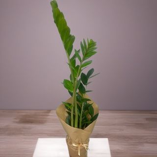 Заміокулькас