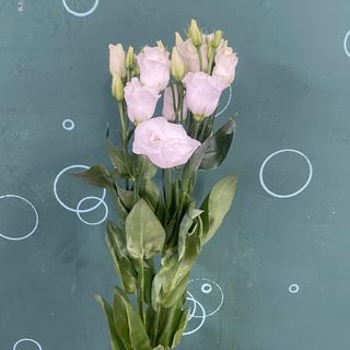 Еустома біла