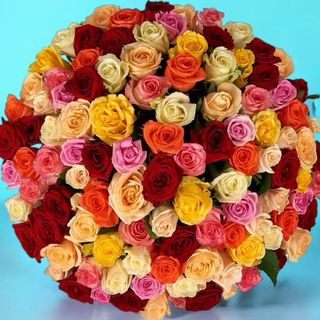 101 троянда мікс