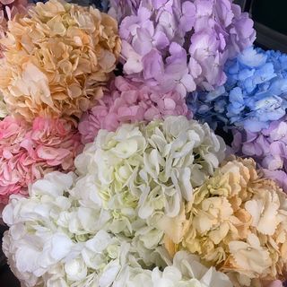 Гортензія мікс 