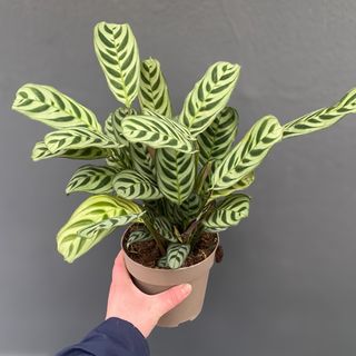 Калатея «burle marxii»