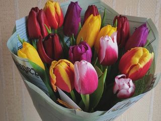 17 тюльпанів мікс