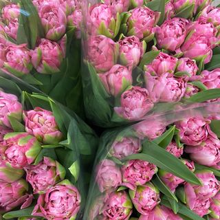 Піоновидний тюльпан (рожевий)