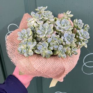 Кущистий седум (сукулент)