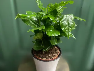 Кава арабіка