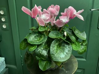 Цикламен мікс