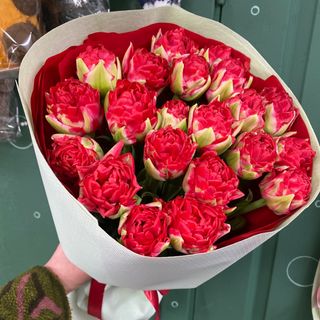 21 піоновидний тюльпан (червоний)