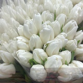 Тюльпан білий