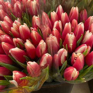 Тюльпан червоно-білий