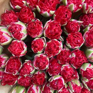 Піоновидний тюльпан (червоний)