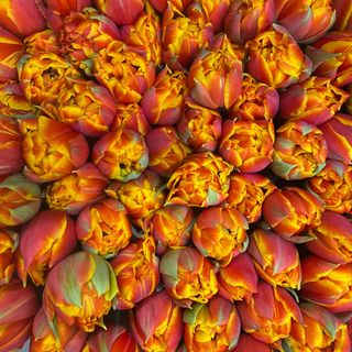 Піоновидний тюльпан (вогняний)