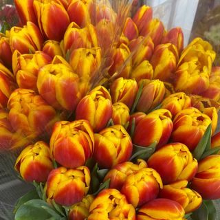 Піоновидний тюльпан (жовто-червоний)