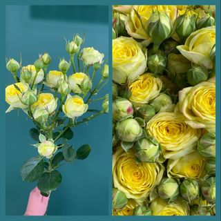 Кущова троянда "Лемон Трендсетер"