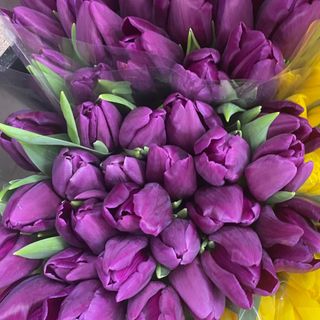 Тюльпан крупний фіолетовий