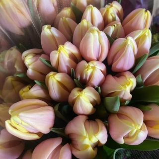 Тюльпан Манго