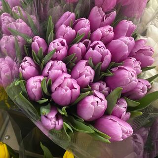 Тюльпан Лавандовий крупний