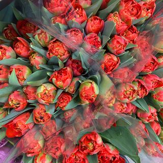 Піоновидний тюльпан (помаранчевий)