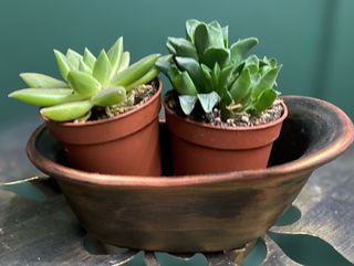 Сукуленти в кашпо ручної роботи.