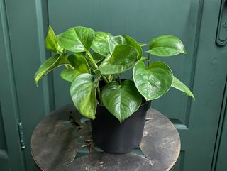 Епіпремнум