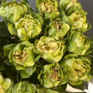 Троянда ВЕГГІ (ексклюзив)