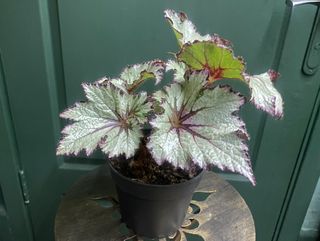 Бегонія сіра