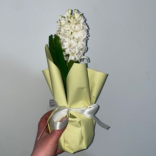 Гіацинт крупний (білий)