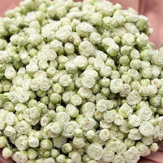 Кущова троянда