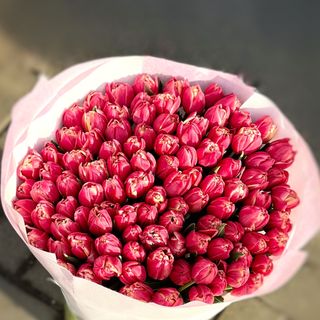 Букет зі 101-го піоновидного рожевого голландського тюльпану