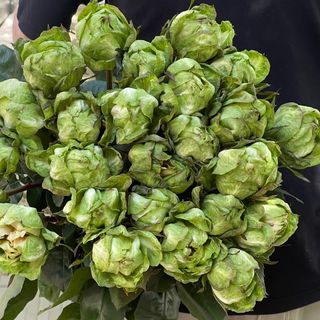 Троянда «Веггі» 