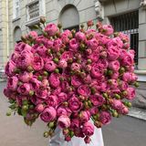 Троянда кущова півонієподібна «Місті Баблз»