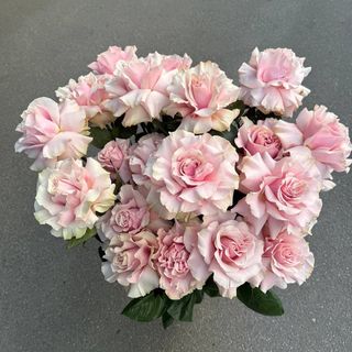 Преміальна французька троянда