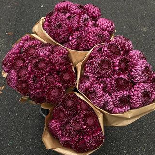 Хризантема «Бігуді», колір бургунді