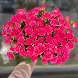 Кущова рожева троянда