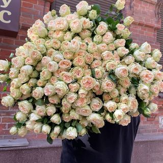 Кущова персикова піоновидна троянда