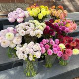 Жоржини, мікс кольорів