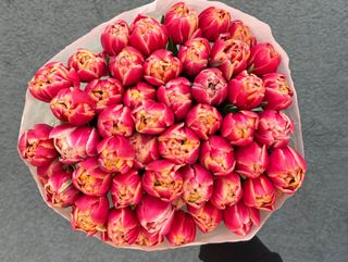 Тюльпан піоновидний Колумбус