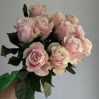 Троянда пінк мондіаль 11 шт 