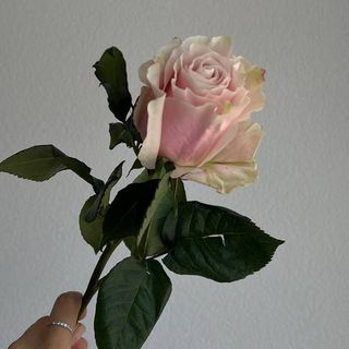 Троянда пінк мондіаль 1 шт