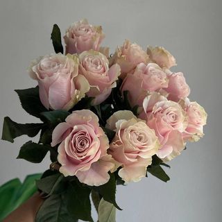 Троянда пінк мондіаль 7 шт